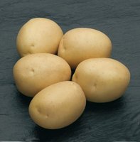 Сильвана, семенной картофель