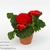 Бегония (Begonia Go-Go Scarlet)