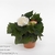 Бегония (Begonia Go-Go Appleblossom)