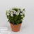 Кампанула (Campanula Poem White)