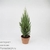 Кипарис (Cupressus Gema Crest)