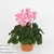 Цикламен (Cyclamen Maxora Salmon Flame)