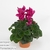 Цикламен (Cyclamen Maxora Wine Red)