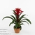 Гузмания (Guzmania Dia)