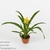 Гузмания (Guzmania Misha)