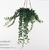 Хедера (Hedera Claudia)