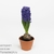 Гиацинт (Hyacinthus Blue Trophy)