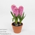 Гиацинт (Hyacinthus Early Bird)