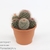 Маммиллярия (Mammillaria spinosissima)