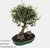 Дзельква (Zelkova Bonsai)
