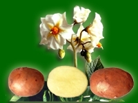 Радонежский, семенной картофель
