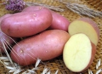 Ред Скарлетт, семенной картофель