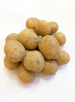 Коломба, семенной картофель