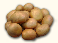  Луговской, семенной картофель