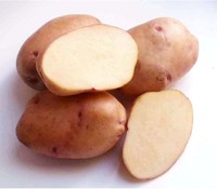 Жуковский, семенной картофель