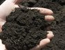 Черви Старатель от производителя. Маточное поголовье 1500 шт.
